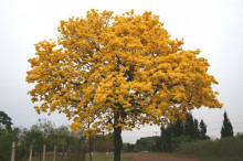 7⃣「らぱーちょ」とは南米パラグアイの国木の名前